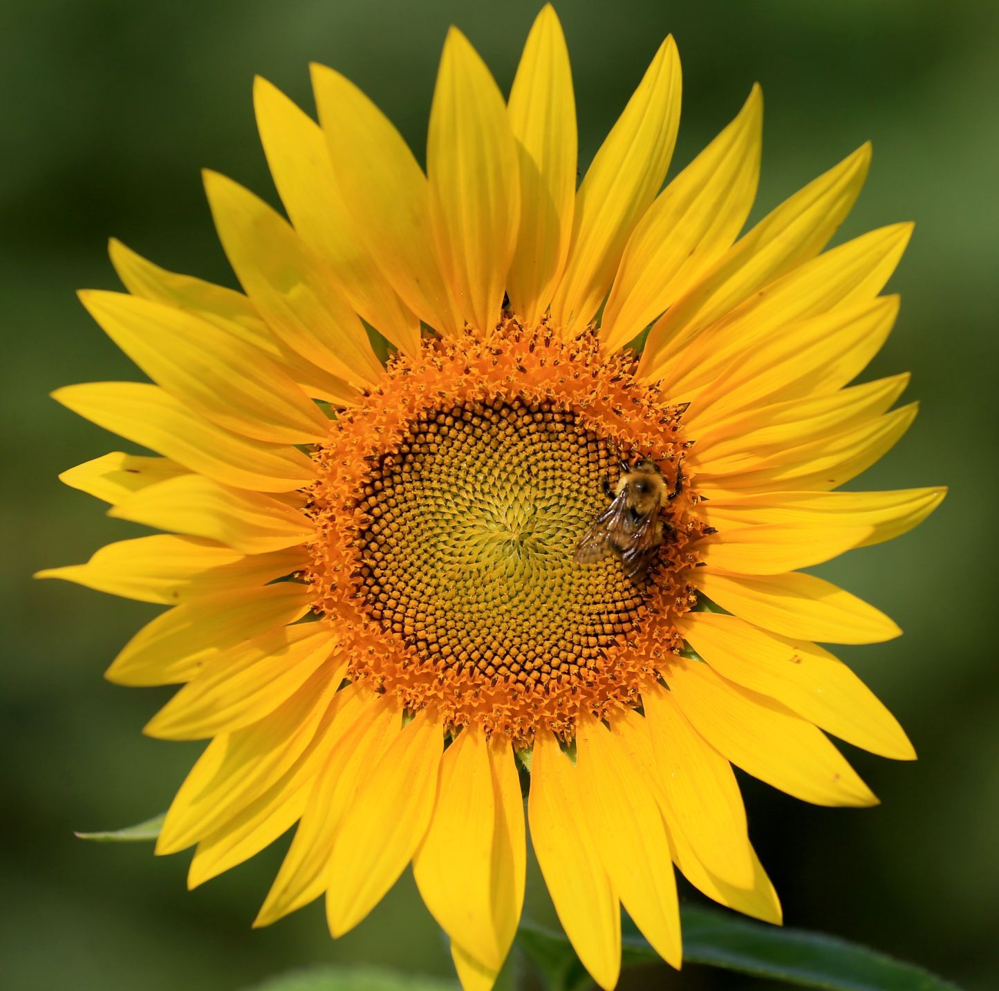 Sunflowers blooming at Columbia Bottom Conservation Area in North St. Louis County.